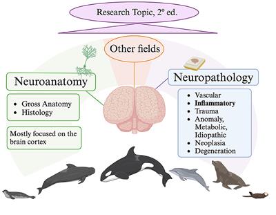 Editorial: New insights in the neuroanatomy and neuropathology of marine mammals
